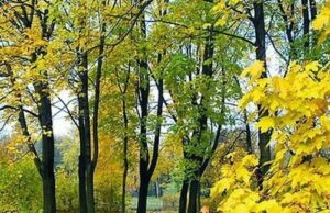Տաք հագուստները պատրաստեք. կցրտի